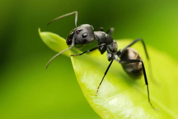 Ants Treatment Services