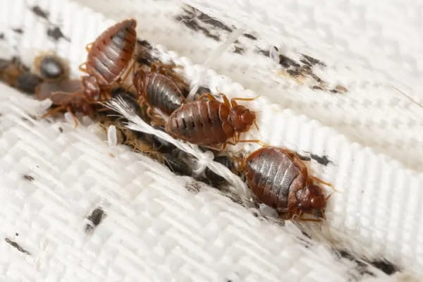 Bed Bug Treatment Services