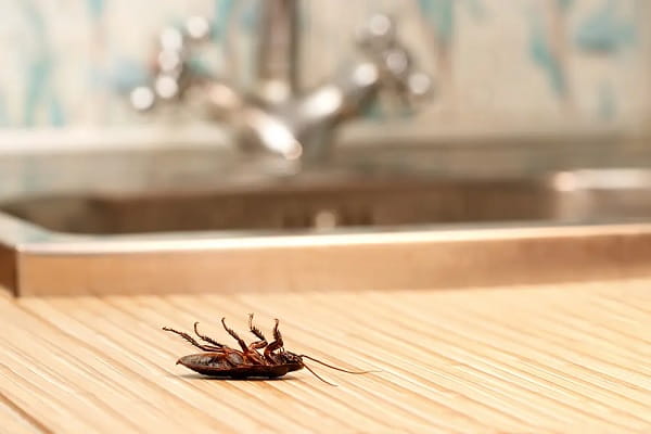 Cockroach Pest Control Services