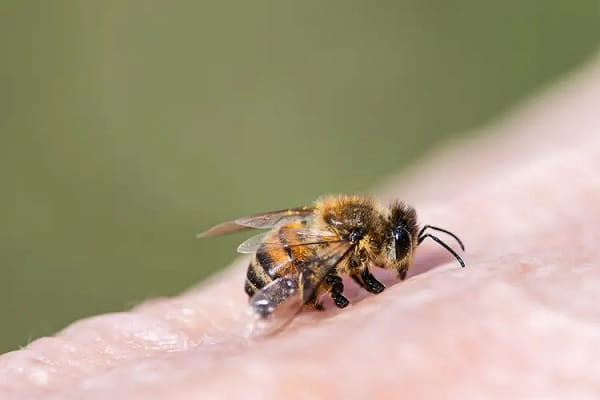 Honey Bee Treatment Services
