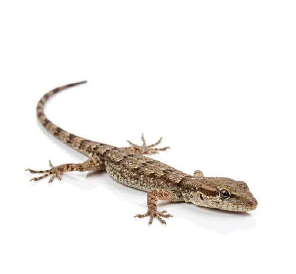 Lizard Control Services