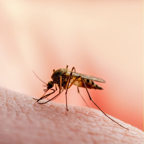 Mosquito Control Services